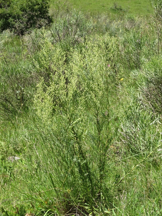 Baccharis napaea G.Heiden