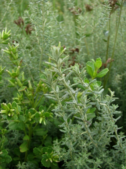 Baccharis ochracea Spreng. Baccharis ochracea Spreng.