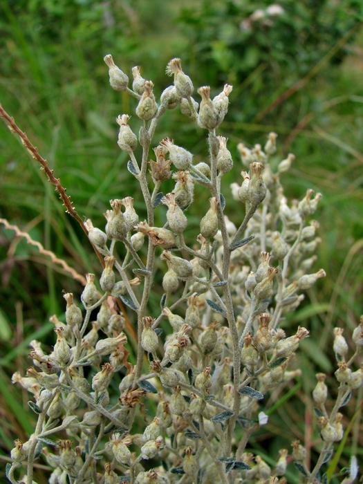 Baccharis ochracea Spreng. Baccharis ochracea Spreng.