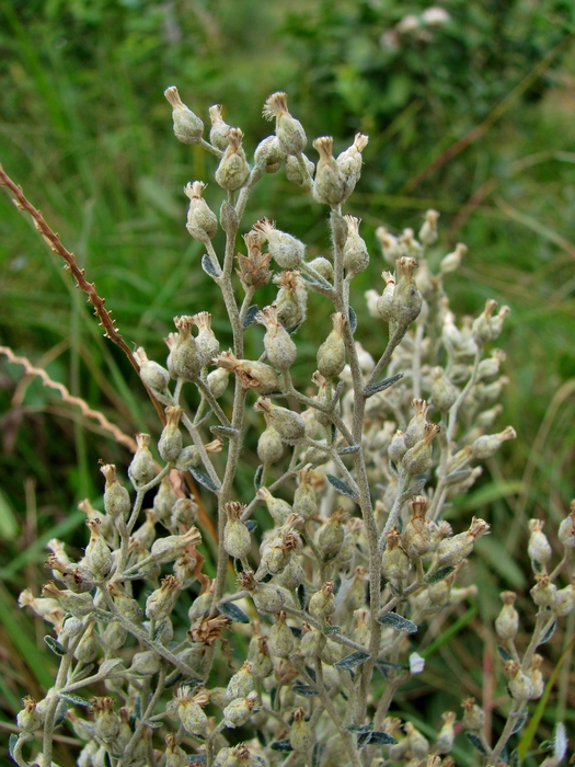 Baccharis ochracea Spreng.