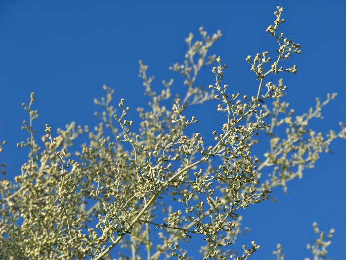 Baccharis ochracea Spreng. Baccharis ochracea Spreng.