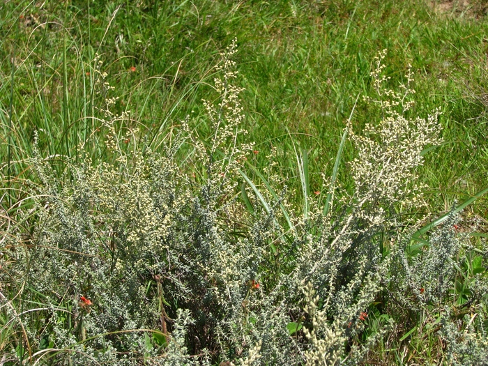 Baccharis ochracea Spreng. Baccharis ochracea Spreng.