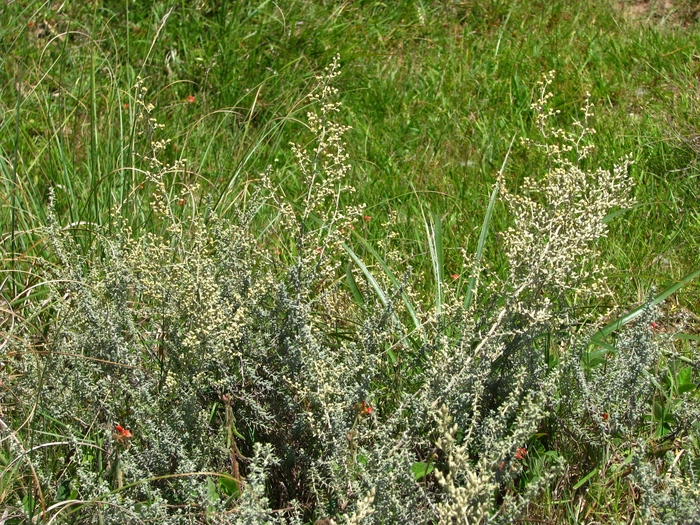 Baccharis ochracea Spreng.