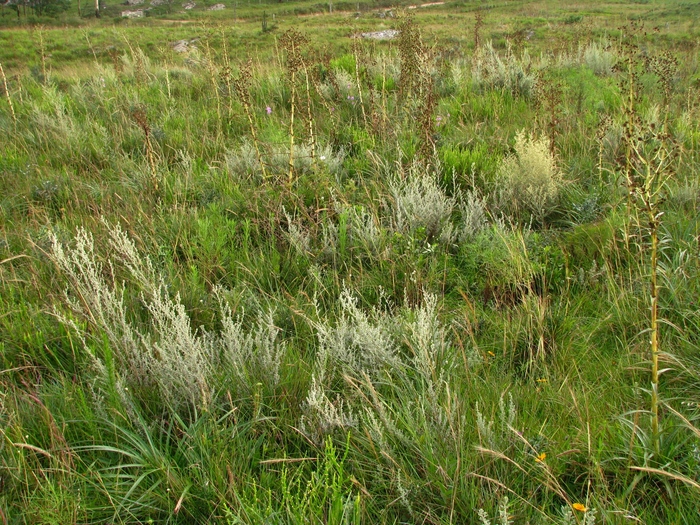 Baccharis ochracea Spreng. Baccharis ochracea Spreng.