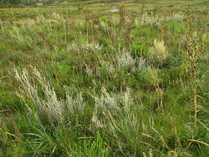 Baccharis ochracea Spreng.