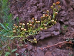 Baccharis bicolor (Joch.Müll.) G.Heiden