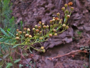 Baccharis bicolor (Joch.Müll.) G.Heiden