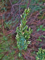 Baccharis bicolor (Joch.Müll.) G.Heiden