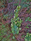 Baccharis bicolor (Joch.Müll.) G.Heiden