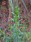 Baccharis bicolor (Joch.Müll.) G.Heiden
