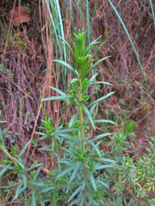 Baccharis bicolor (Joch.Müll.) G.Heiden Baccharis bicolor (Joch.Müll.) G.Heiden