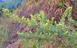 Baccharis bicolor (Joch.Müll.) G.Heiden