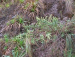 Baccharis bicolor (Joch.Müll.) G.Heiden