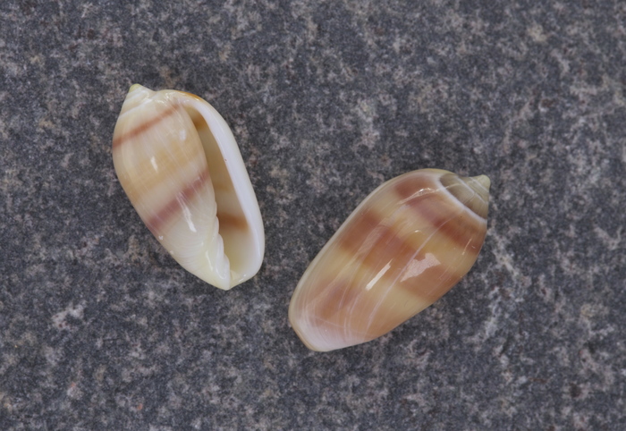Prunum javii Prunum javii