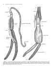 Neoalbionella benzipirata Ruiz & Bullard 2019