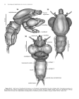 Neoalbionella benzipirata Ruiz & Bullard 2019