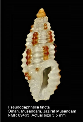 Pseudodaphnella tincta