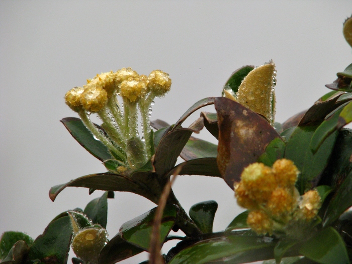 Baccharis chionolaenoides D.B.Falkenb. & Deble Baccharis chionolaenoides D.B.Falkenb. & Deble