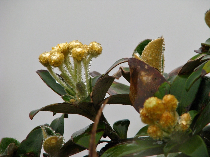 Baccharis chionolaenoides D.B.Falkenb. & Deble