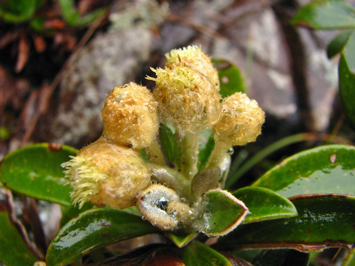 Baccharis chionolaenoides D.B.Falkenb. & Deble