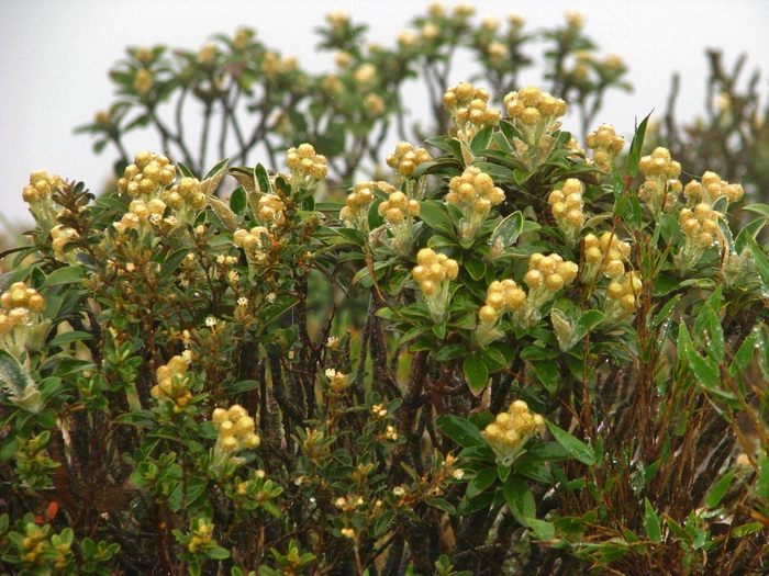 Baccharis chionolaenoides D.B.Falkenb. & Deble