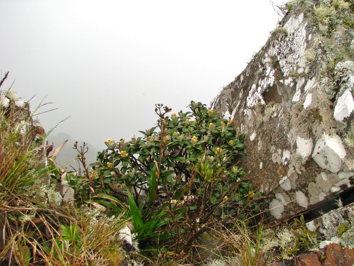 Baccharis chionolaenoides D.B.Falkenb. & Deble