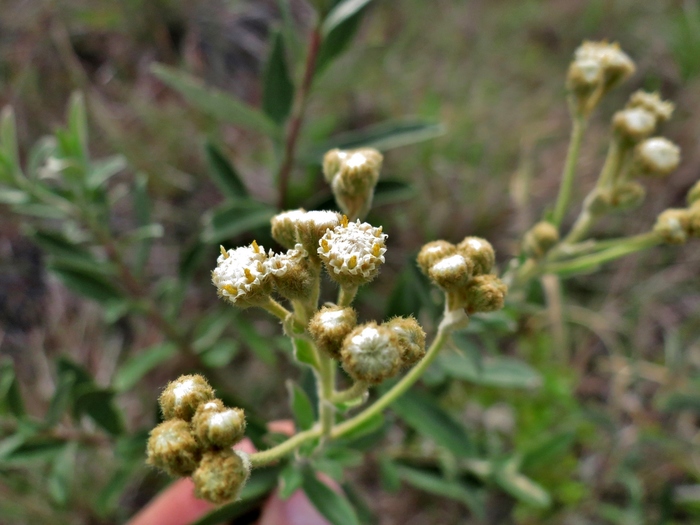 Baccharis curitybensis Heering ex Malme Baccharis curitybensis Heering ex Malme