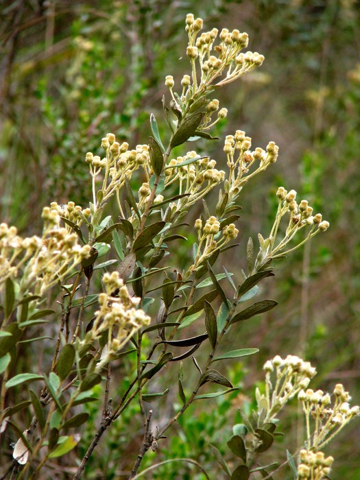 Baccharis curitybensis Heering ex Malme Baccharis curitybensis Heering ex Malme