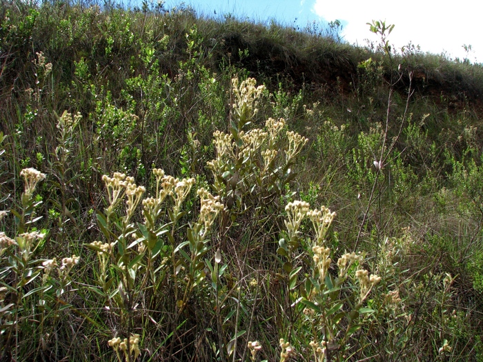 Baccharis curitybensis Heering ex Malme Baccharis curitybensis Heering ex Malme