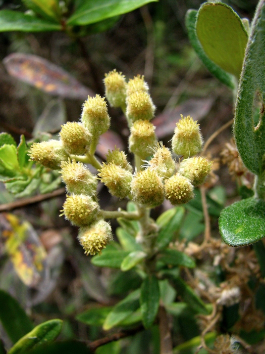 Baccharis curitybensis Heering ex Malme Baccharis curitybensis Heering ex Malme
