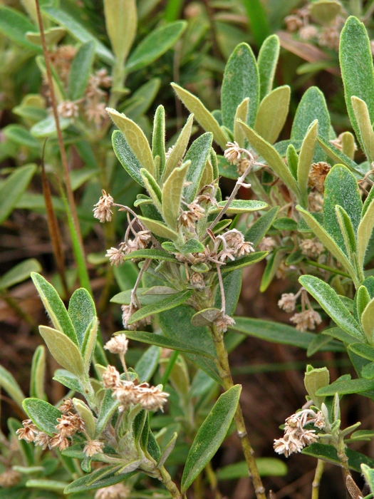 Baccharis curitybensis Heering ex Malme Baccharis curitybensis Heering ex Malme