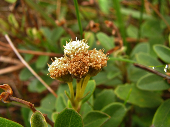 Baccharis nebularis G.Heiden Baccharis nebularis G.Heiden