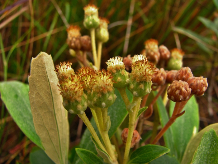 Baccharis nebularis G.Heiden Baccharis nebularis G.Heiden