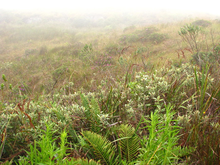 Baccharis nebularis G.Heiden Baccharis nebularis G.Heiden