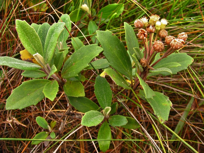 Baccharis nebularis G.Heiden Baccharis nebularis G.Heiden