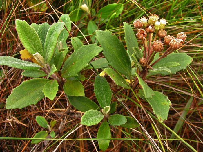 Baccharis nebularis G.Heiden