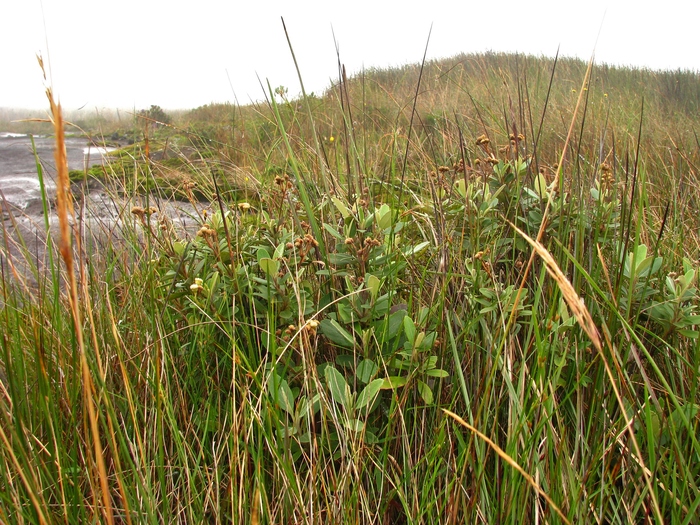 Baccharis nebularis G.Heiden Baccharis nebularis G.Heiden