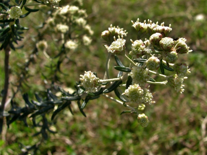 Baccharis patens Baker