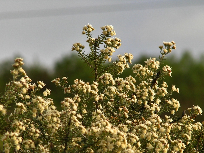 Baccharis patens Baker