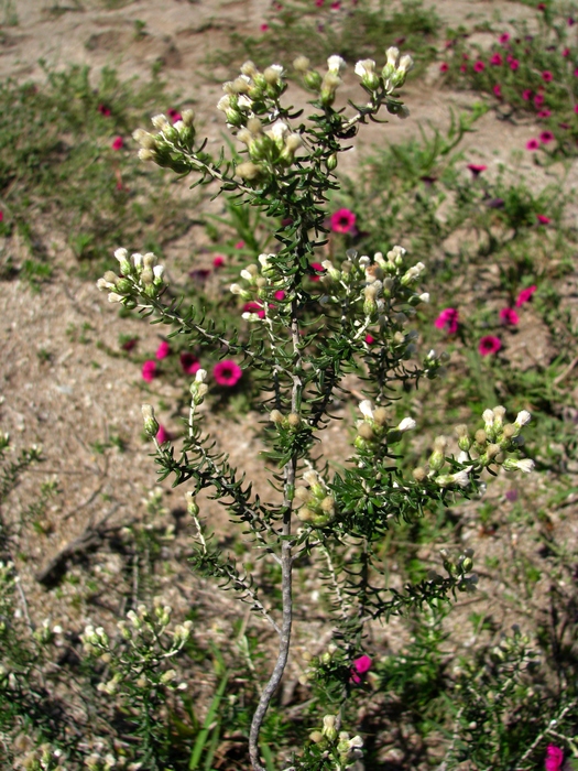 Baccharis patens Baker