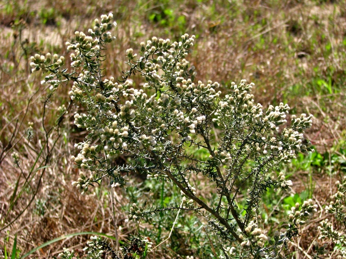 Baccharis patens Baker