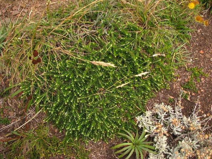 Baccharis patens Baker