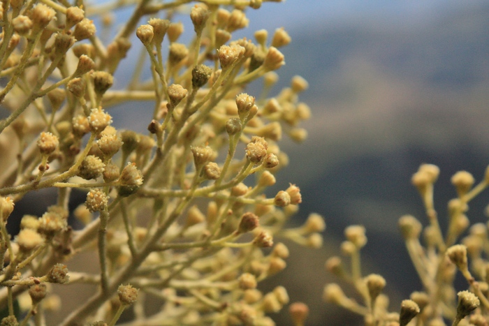 Baccharis lychnophora Gardner