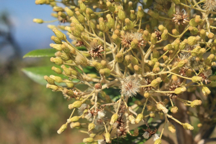 Baccharis lychnophora Gardner