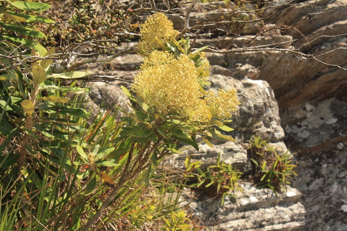 Baccharis lychnophora Gardner Baccharis lychnophora Gardner