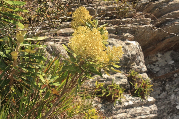 Baccharis lychnophora Gardner