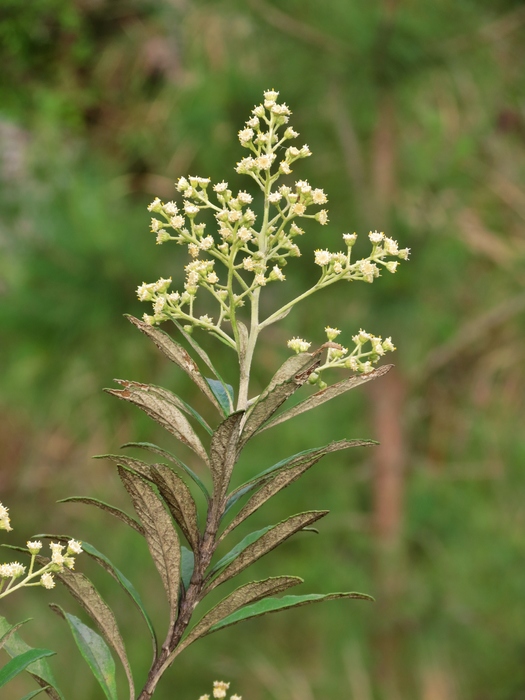 Baccharis tarchonanthoides DC. Baccharis tarchonanthoides DC.