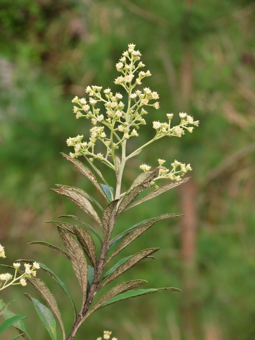 Baccharis tarchonanthoides DC.