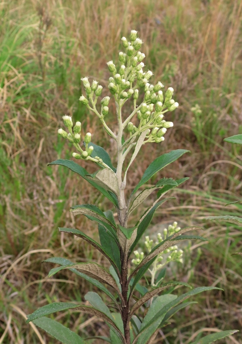 Baccharis tarchonanthoides DC. Baccharis tarchonanthoides DC.