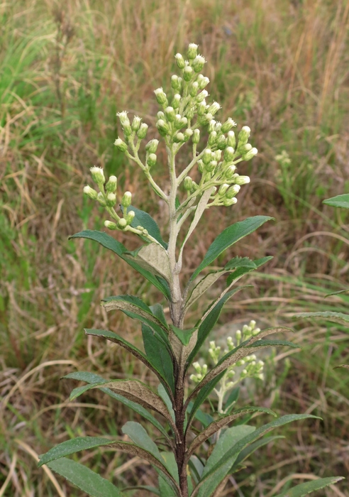 Baccharis tarchonanthoides DC.